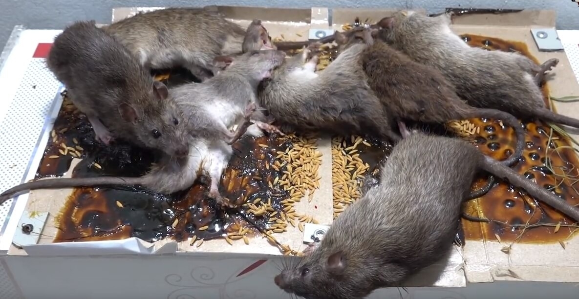 Уничтожение мышей и крыс в Уфе
